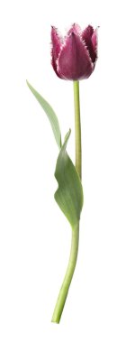 Bir güzel renkli lale beyazda izole edilmiş.