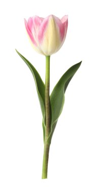 Güzel renkli bir lale beyaza izole edilmiş.