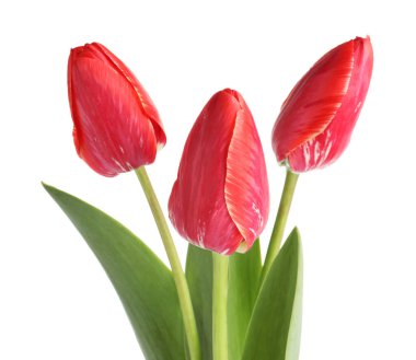 üç güzel beyaz Pembe Laleler izole