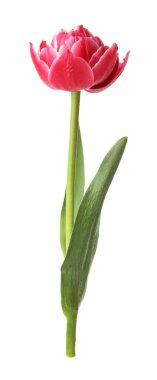 beyaz izole bir güzel Pembe Lale