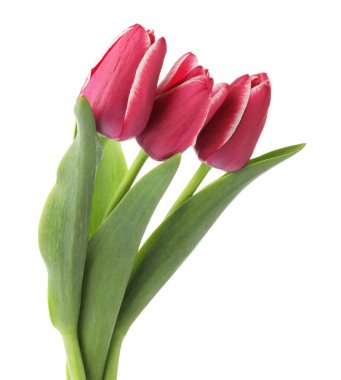 üç güzel beyaz Pembe Laleler izole