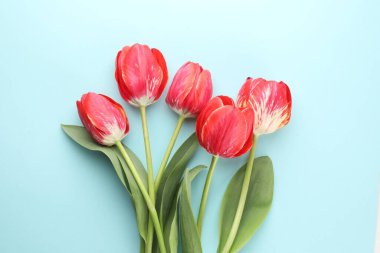 Açık mavi arka planda güzel lale çiçekleri, düz uzanmış