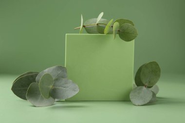 Yeşil zemine karşı podyumda güzel okaliptüs dalları