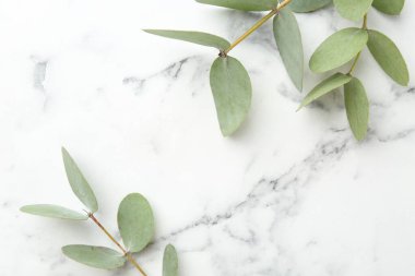 Güzel okaliptüs dalları beyaz mermer masada, düz yerde. Metin için boşluk