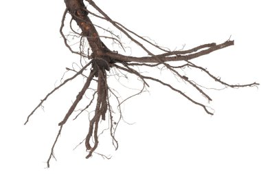 Kökleri beyaza ayrılmış bir bitki.