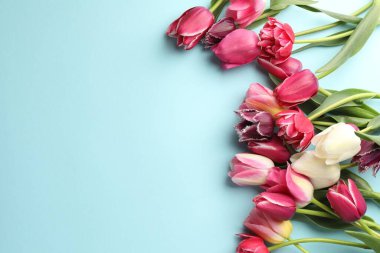 Açık mavi arka planda güzel laleler, düz bir zemin. Metin için boşluk