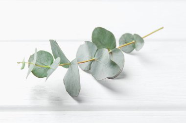 Beyaz ahşap masada okaliptüs dalı, yakın plan.