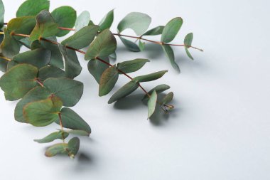 Beyaz arka planda okaliptüs dalları, yakın plan. Metin için boşluk