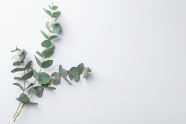 Beyaz arka planda okaliptüs dalları, düz. Metin için boşluk