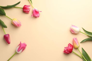 Bej arka planda güzel laleler, düz bir döşeme. Metin için boşluk
