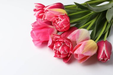 Beyaz arka planda güzel laleler, yakın plan. Metin için boşluk