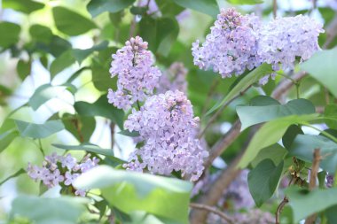 Güzel çiçekleri ve yeşil yaprakları olan leylak bitkisi, yakın plan.