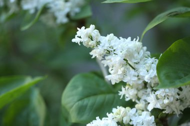 Çiçekli leylak (şırınga), açık havada beyaz çiçekler ve yeşil yapraklarla, yakın plan.