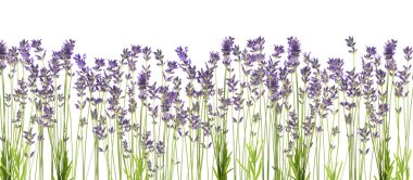 Beyaz arka planda güzel taze lavanta çiçekleri