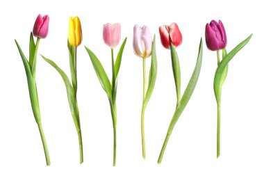 Beyaz arka planda farklı güzel lale çiçekleri, set