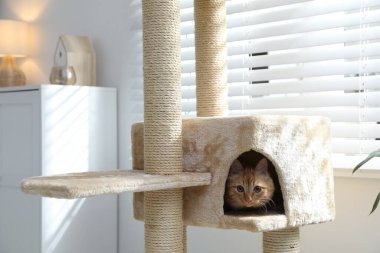 Evdeki evcil hayvan ağacında saklanan sevimli kedi.