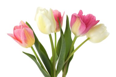 Birçok güzel renkli laleler beyaz üzerinde izole edilmiş.