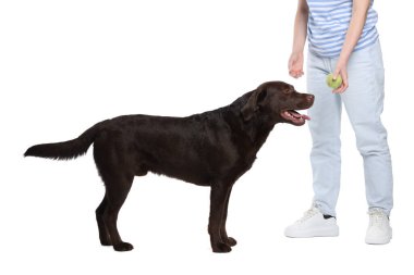 Oyuncağı olan kadın köpeğini beyaz arka planda eğitiyor, yakın plan.