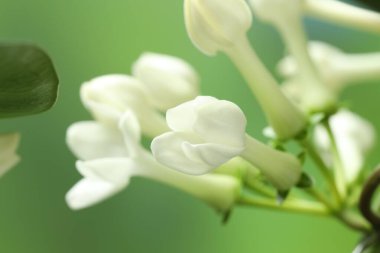 Bulanık arkaplanda güzel yasemin bitkisi, yakın plan.