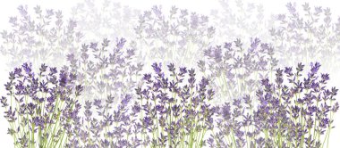 Beyaz arkaplanda güzel lavanta çiçekleri, seçici odak