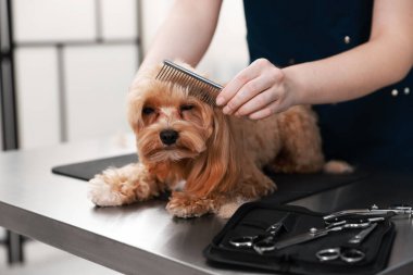 Kapalı mekanda tarakla sevimli bir köpeği fırçalayan kadın, yakın plan. Hayvan bakımı.