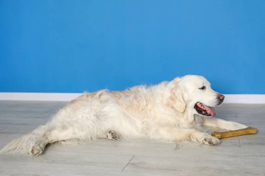 Kapalı alanda mavi duvarın yanında kemikleri çiğnenmiş sevimli bir köpek.