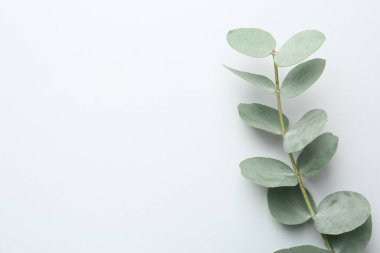 Beyaz arka planda güzel bir okaliptüs dalı, üst manzara. Metin için boşluk