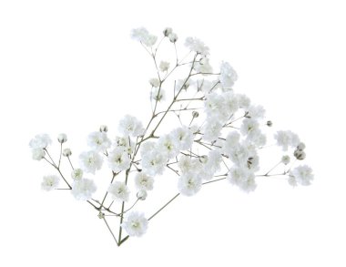 Beyaz arka planda güzel narin çigila çiçeği