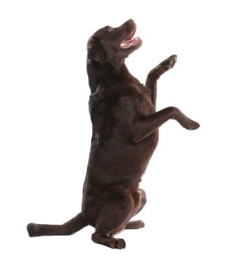 Beyaz arka planda sevimli bir köpek. Sevimli hayvan