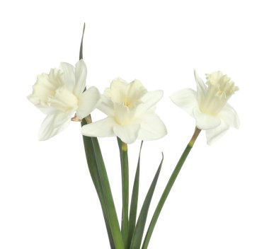 Üç güzel renkli nergis beyaz üzerine izole edilmiş.