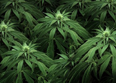 Arka plan olarak güzel yeşil kenevir bitkileri, yakın plan