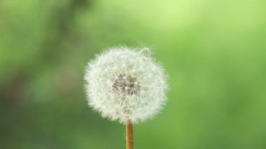 Bulanık yeşil arka planda güzel bir karahindiba çiçeğine esiyor.