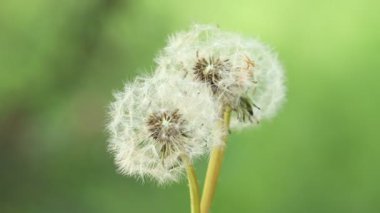 Bulanık yeşil arka planda güzel karahindiba çiçeklerine esiyor.