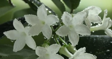 Suyu güzel yasemin bitkisine serpiyorum. Arka planda çiçekler, yakın plan.