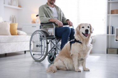 Tekerlekli sandalyedeki adam, servis köpeği evde, yakın plan.