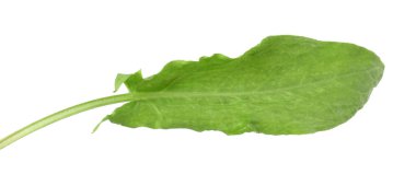 Bir taze yeşil kuş yaprağı beyaza izole edilmiş.