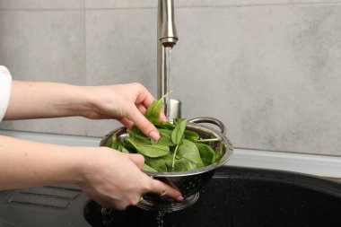 Kadın musluk suyunun altında taze kuş yapraklarını yıkıyor. Lavabonun üstünde, yakın plan.