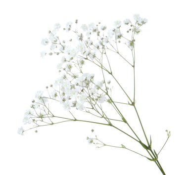 Beyaz arka planda güzel narin çigila çiçekleri