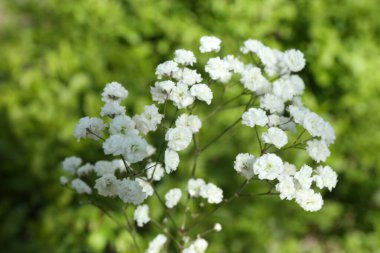 Güzel beyaz çingene çiçekleri, açık havada büyüyor, yakın plan.