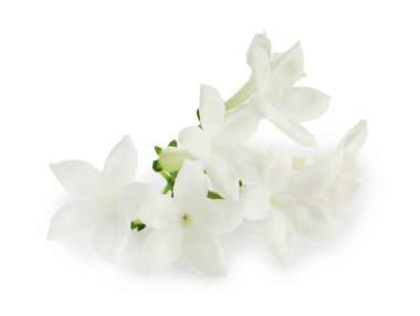 Güzel aromatik yasemin çiçekleri beyazda izole edilmiş.
