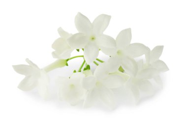 Güzel aromatik yasemin çiçekleri beyazda izole edilmiş.