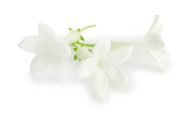 Güzel aromatik yasemin çiçekleri beyazda izole edilmiş.