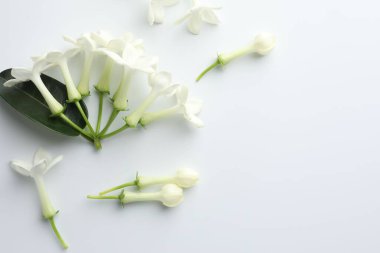 Beyaz arka planda yasemin çiçekleri, düz bir zemin. Metin için boşluk