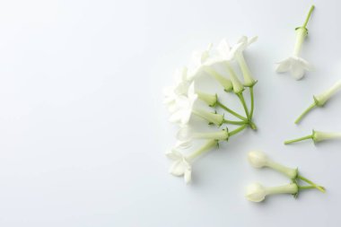 Beyaz arka planda yasemin çiçekleri, düz bir zemin. Metin için boşluk
