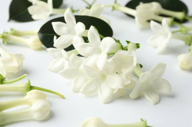 Beyaz arka planda güzel yasemin çiçekleri, yakın plan
