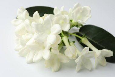 Beyaz arka planda güzel yasemin çiçekleri, yakın plan