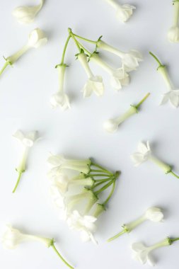 Beyaz arka planda güzel yasemin çiçekleri, düz uzanmış