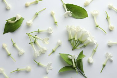 Güzel yasemin çiçekleri ve beyaz arka planda yeşil yapraklar.