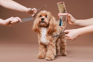 Bakım aletleri olan kadınlar ve kahverengi arka planda sevimli bir köpek, yakın plan.