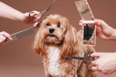 Bakım aletleri olan kadınlar ve kahverengi arka planda sevimli bir köpek, yakın plan.